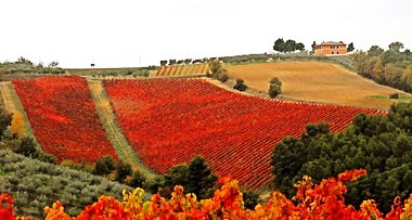 20091010005003-colinas-de-sagrantino.jpg