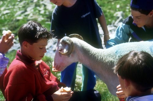20120401125050-le-mouton-et-les-enfants-hpte-herranz.jpg
